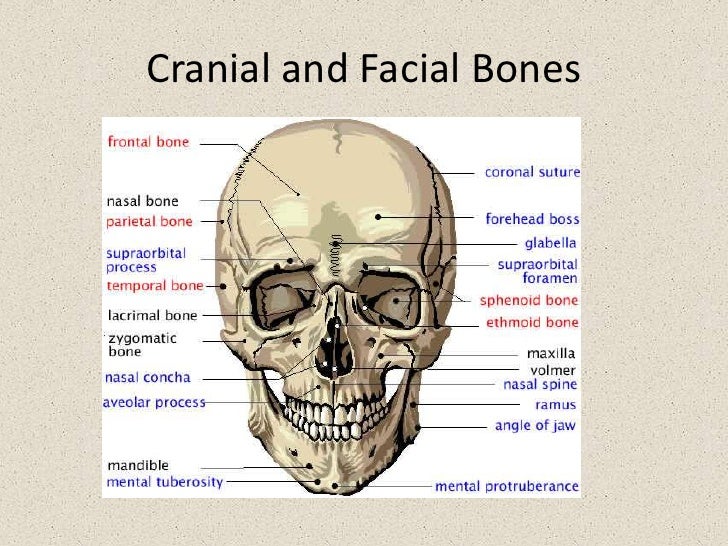 Cranium and facial bones compose the Black gangbang on white chick